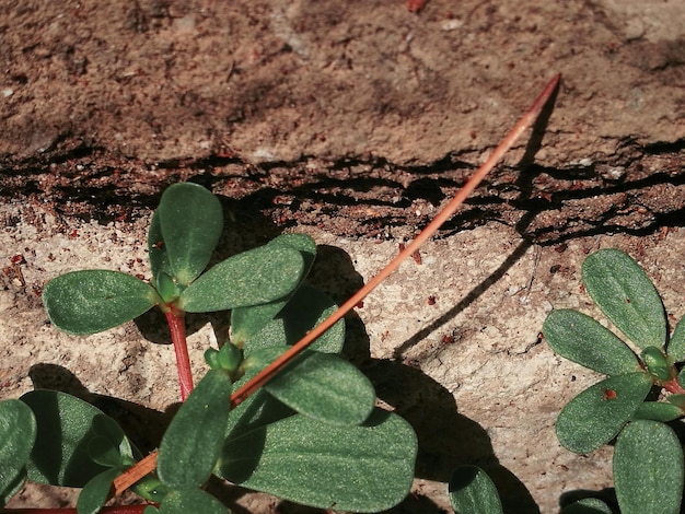 A close-up shot of a soil moisture sensor embedded in the ground near a plant. The sensor is connected to a wireless transmitter, and the display on a nearby tablet shows real-time soil moisture data. The setting is a farm field with various crops. The focus is on the sensor technology and data monitoring aspects of automated irrigation.