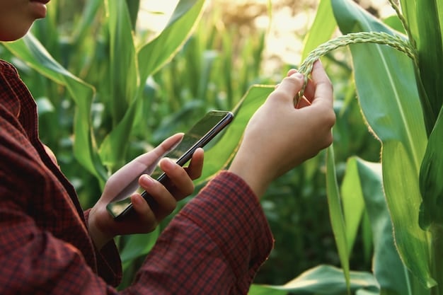 A farmer examining a corn plant in a field, with a smartphone or tablet in hand, possibly displaying field data or imagery. This image emphasizes the ongoing monitoring and adjustment needed in variable rate seeding.