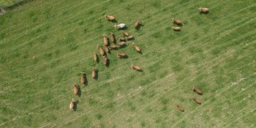 Livestock Monitoring Technology: Boost Welfare, Cut Losses by 10% - Cover Image