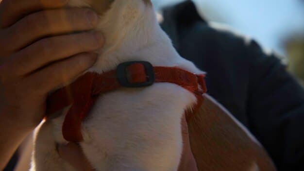 A close-up shot of a cow wearing a smart collar that is monitoring its vital signs and location in a modern barn setting. The collar is sleek and non-intrusive.