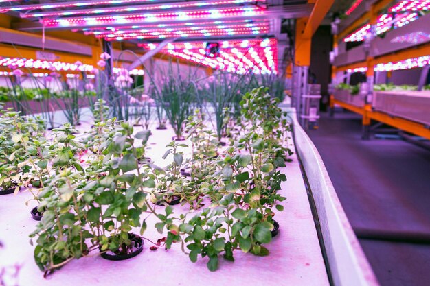 Inside a smart greenhouse, rows of tomato plants are thriving under LED grow lights. Automated irrigation systems are visible, watering the plants at their base.