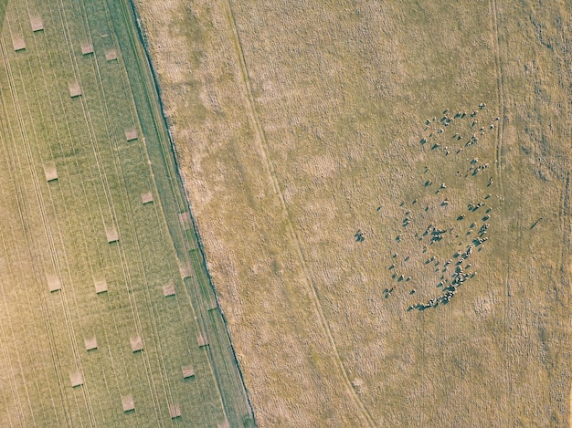 Drone Crop Monitoring: Early Stress Detection for Better Yields