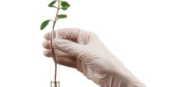Gene Editing for Crop Resilience: USDA Regulations & Benefits - Cover Image