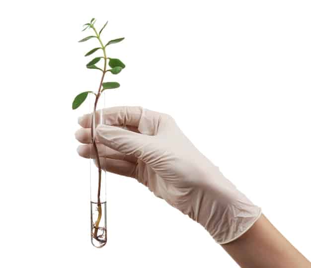 Gene Editing for Crop Resilience: USDA Regulations & Benefits