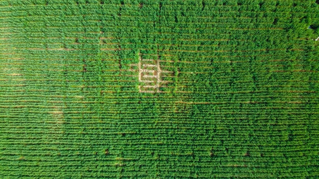 An aerial view of large agricultural fields, some showing signs of drought stress, while others appear healthy and lush, representing the potential impact of gene editing on crop resilience.