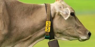 Livestock Monitoring Systems: Enhancing Animal Welfare Through Wearable Tech - Cover Image