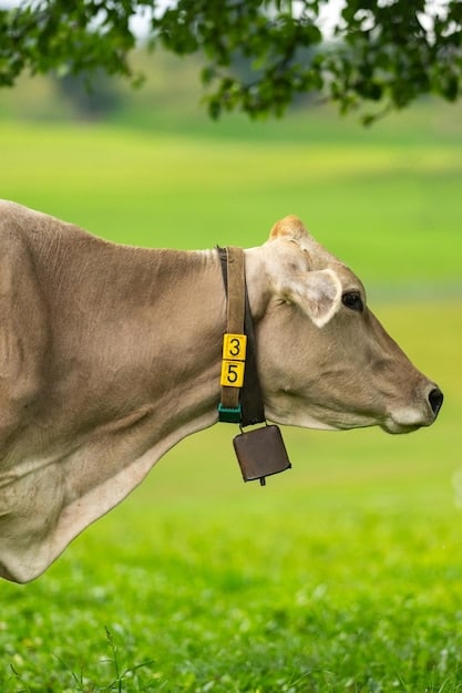 Livestock Monitoring Systems: Enhancing Animal Welfare Through Wearable Tech