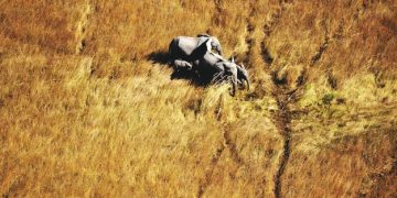No-Till Farming: Boost Soil Carbon by 15% in 2025 - Cover Image