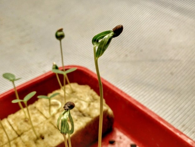 A close-up shot of a no-till planter in action, depositing seeds directly into the soil covered with crop residue. The image highlights the precision and efficiency of the equipment used in no-till farming and the protective layer of organic matter on the soil surface.