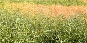 Cover Cropping: Reduce Nitrogen Fertilizer Needs by 20% in 3 Years - Cover Image