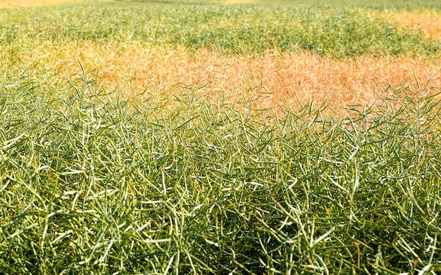 Cover Cropping: Reduce Nitrogen Fertilizer Needs by 20% in 3 Years