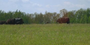 Latest USDA Incentives for Sustainable Grazing Practices in 2025 - Cover Image