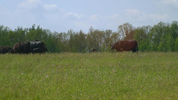 Latest USDA Incentives for Sustainable Grazing Practices in 2025