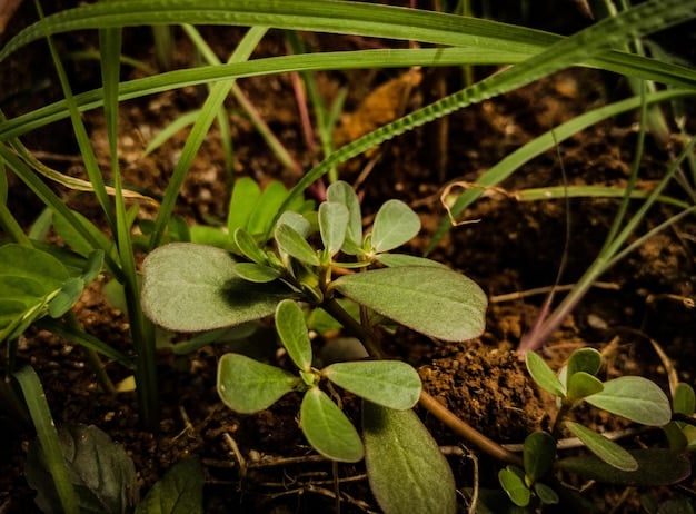 A close-up shot of diverse plant species in a healthy pasture, showcasing a variety of grasses and legumes. The soil is rich and dark, indicating good soil health.