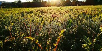 Regenerative Agriculture: Your Step-by-Step Guide to Soil Health - Cover Image