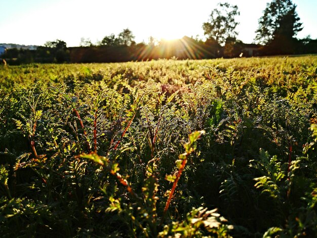 Regenerative Agriculture: Your Step-by-Step Guide to Soil Health