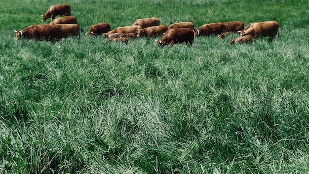 A grazing pasture with cattle integrated into a field of diverse crops. The image highlights the integration of livestock and crop systems, showcasing a harmonious relationship between animal husbandry and sustainable agriculture.