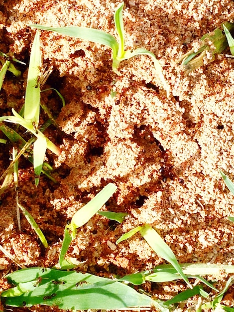 A close-up shot of a compost pile showing the layering of green and brown materials. Focus on the texture and variety of the materials used.