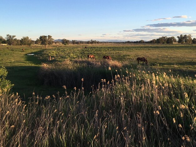 A wide, scenic shot of a silvopasture system in the American Midwest. Cattle graze peacefully among widely spaced oak trees, with a lush understory of native grasses and forbs. The trees provide shade and shelter for the animals, and the scene is bathed in soft afternoon light.