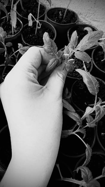 A close-up shot of a farmer's hands holding healthy soil filled with earthworms, illustrating the importance of soil health in sustainable agriculture. Include diverse plant roots intertwined within the soil.