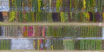 Selecting Cover Crops: Key Considerations for Sustainable Soil Management - Cover Image