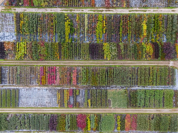 Selecting Cover Crops: Key Considerations for Sustainable Soil Management