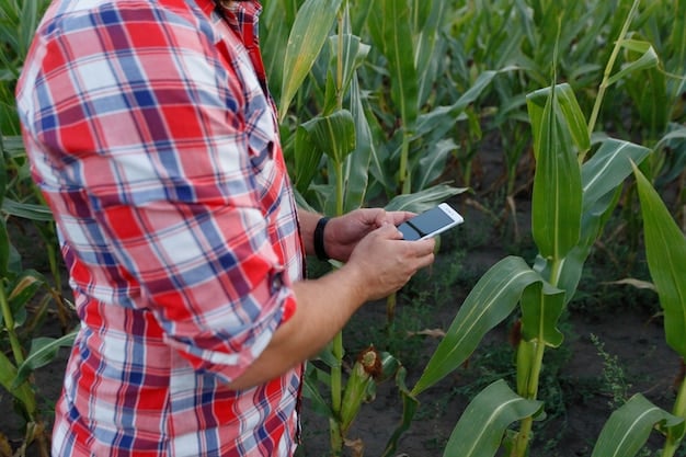 A farmer is using a handheld device to monitor soil moisture levels in a cornfield. The device displays a reading of the soil moisture content. The corn plants are tall and healthy, indicating adequate water supply.