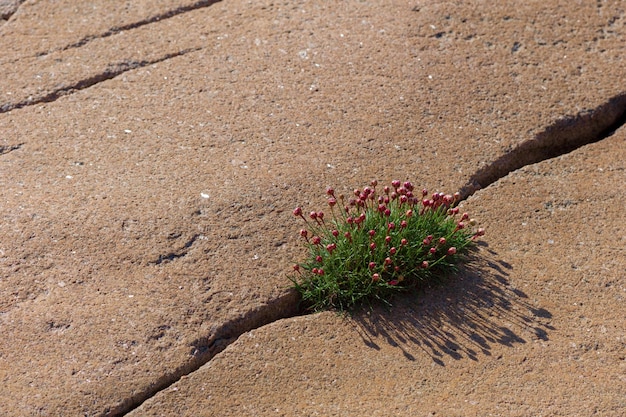 A close-up shot of a soil sensor embedded in the ground, surrounded by healthy plant roots. The sensor is depicted with wires connecting it to a data logger, emphasizing the technology's role in collecting soil data. The background shows fertile soil and thriving vegetation.