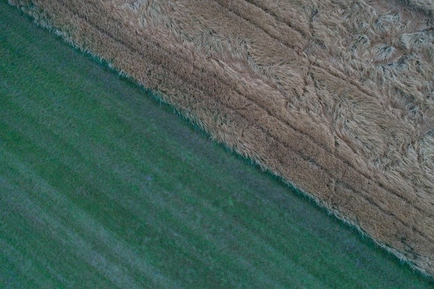 Decoding the USDA Report: Key Shifts in US Corn Export Markets