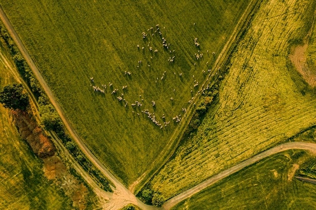 An aerial view of farmland showcasing diverse conservation practices, such as cover cropping, contour farming, and buffer strips along waterways, illustrating the visual impact and environmental benefits of conservation programs.