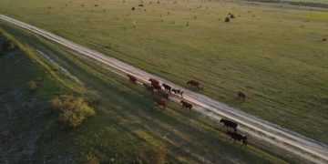 US Livestock Market: Analyzing Rising Feed Costs & Profit Margins - Cover Image