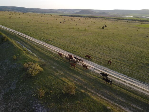 US Livestock Market: Analyzing Rising Feed Costs & Profit Margins
