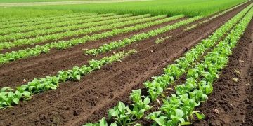 Cover cropping techniques for soil regeneration