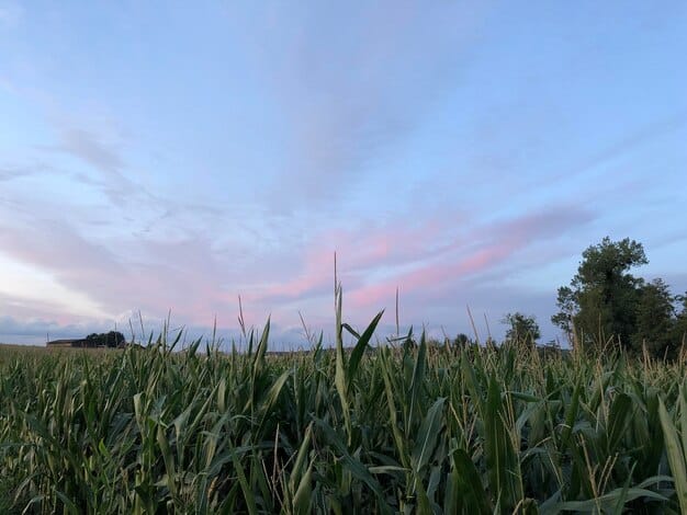 New USDA Regulations for Genetically Modified Crops: A 2025 Farmer’s Guide