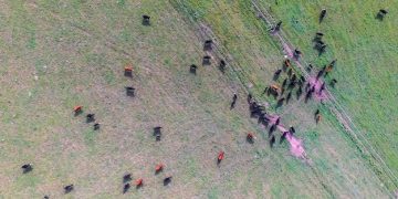 Livestock Monitoring Technology: Preventing Disease and Reducing Losses in US Farms - Cover Image