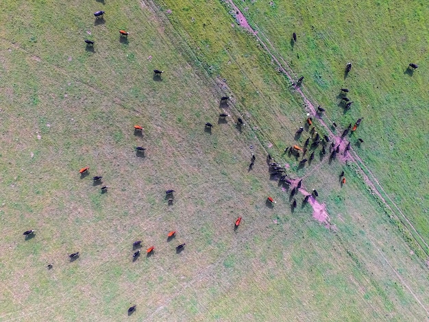 Livestock Monitoring Technology: Preventing Disease and Reducing Losses in US Farms