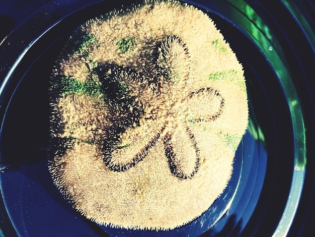 A close-up shot of healthy soil teeming with earthworms and microbial life, demonstrating the biological activity in sustainably managed soil.