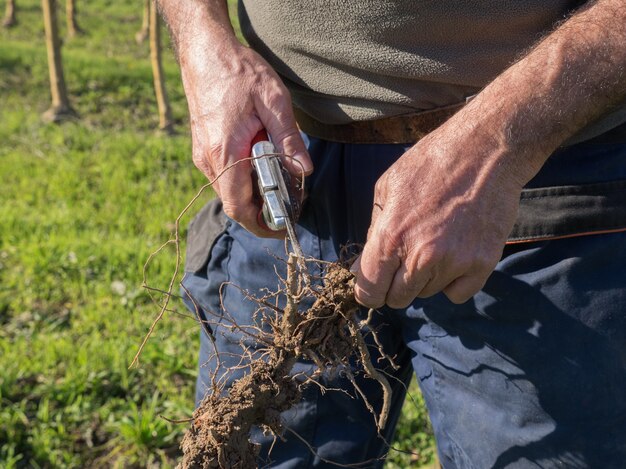 A farmer examining the roots of a cover crop, highlighting the importance of cover crops in improving soil structure and nutrient cycling.
