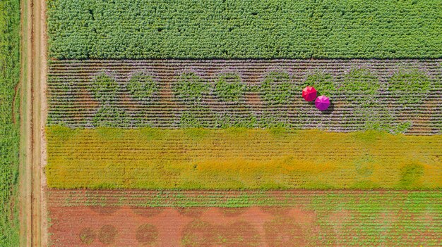 Projected Yield Increases for US Organic Farms Using IPM in 2025