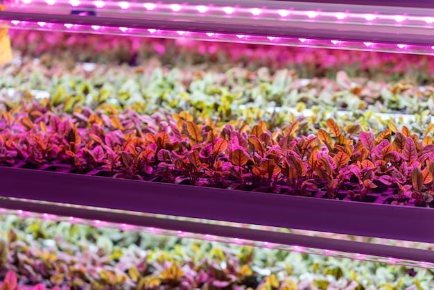 A vertical farm with multiple layers of crops growing under LED lights. The image highlights the controlled environment and efficient use of space, showcasing the potential of vertical farming to produce food sustainably in urban areas. Workers are seen tending to the plants, emphasizing the human role in this technological farming method.