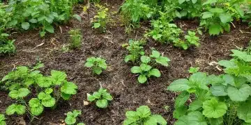 Organic soil fertility management: boost your garden
