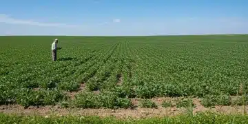 Farmer inspecting crops in a field, implementing Integrated Pest Management strategies.